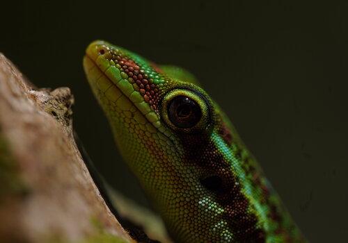 Phelsuma borbonica, gecko endémique de La Réunion