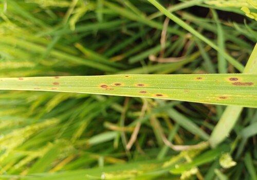 Feuille de riz infectée par une bactérie