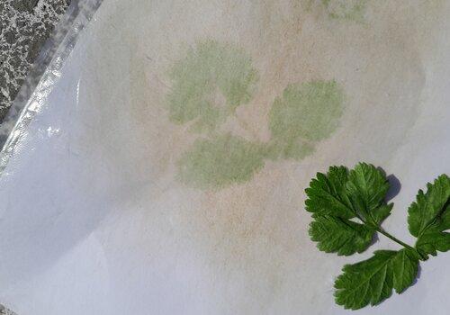 une photo faite avec de la chlorophylle