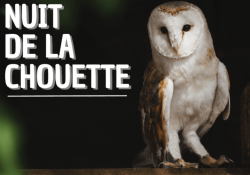 Chouette effraie