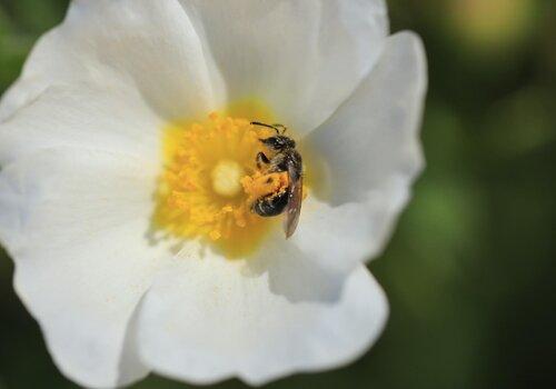 ABeille solitaire butinant une fleur de ciste 