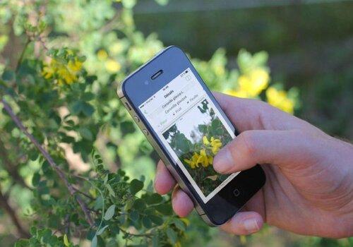 Gros plan sur le téléphone d'une personne utilisant une application de reconaissance naturaliste.