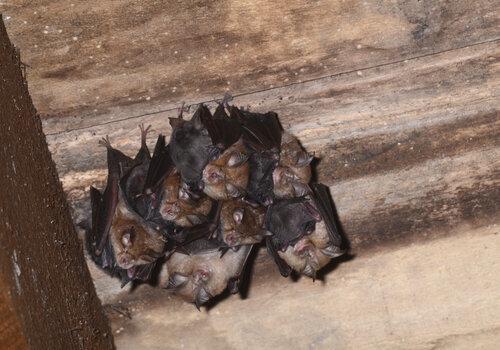 Chauves‑souris