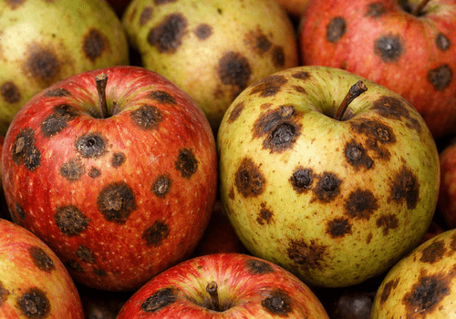 Tâches brunes sur les pommes