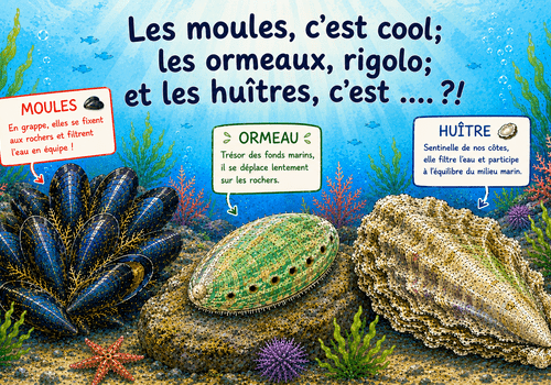 Dans un fond marin, à gauche un groupe de moules, au centre un ormeau et à droite une huitre. Chacun surmonté d'un panneau donnant des informations avec le titre de l'activité au dessus dans l'eau