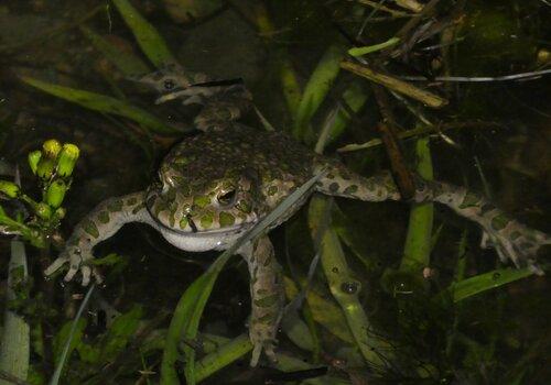 Individu de Crapaud vert mâle dans une mare