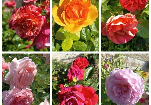 Six photographies de fleurs telles que des roses