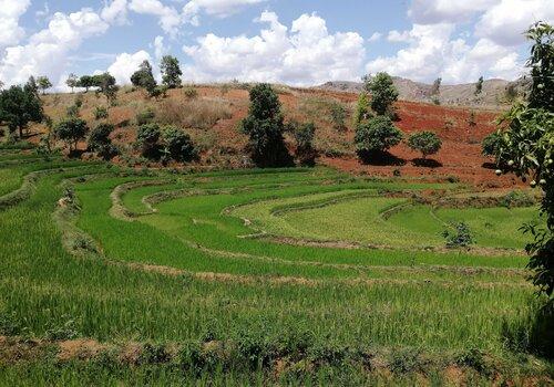 Rizière à Madagascar