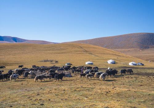 Transhumance en Mongolie