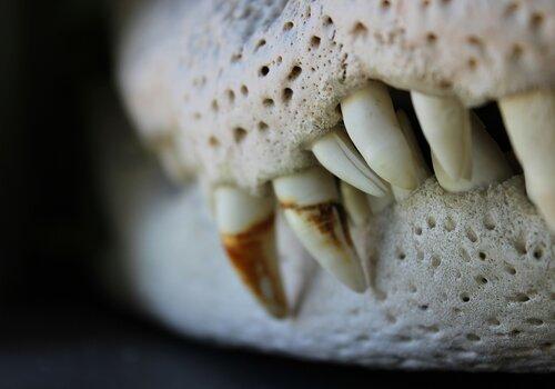 Gros plan sur une mâchoire de crocodile