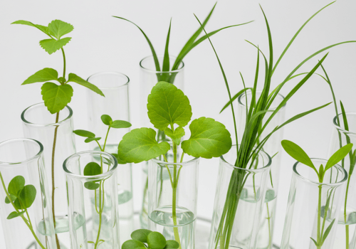 Culture in vitro