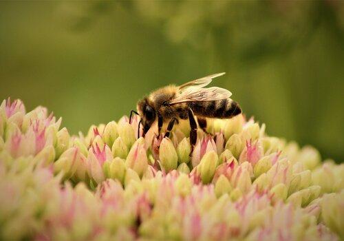 Abeille
