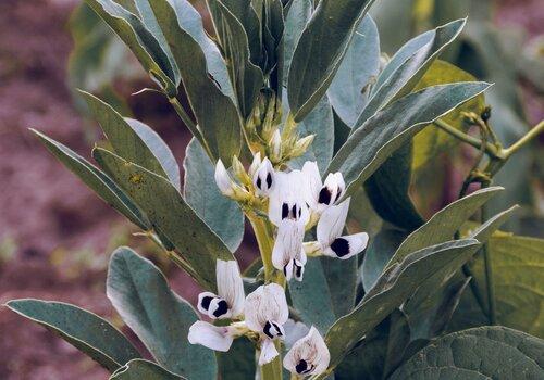 Plant de légumineuse