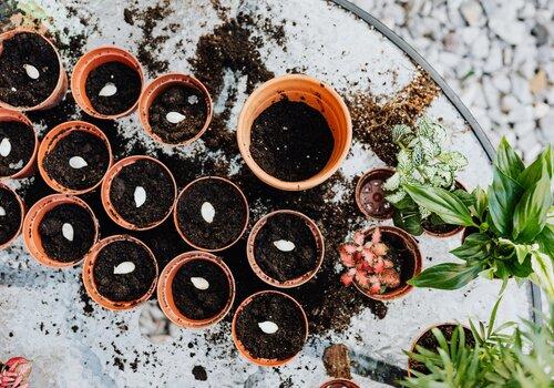 Pots avec graines