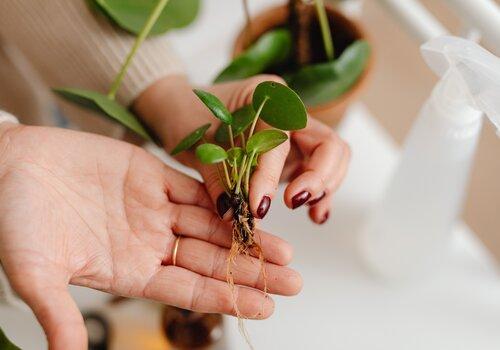 Plantule