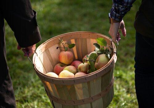 Pommes vertes et rouges dans un seau en bois