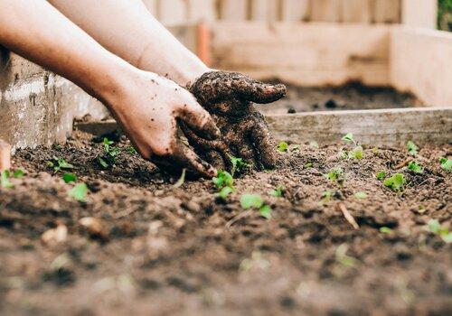 Deux mains plantent des semis dans le sol du jardin