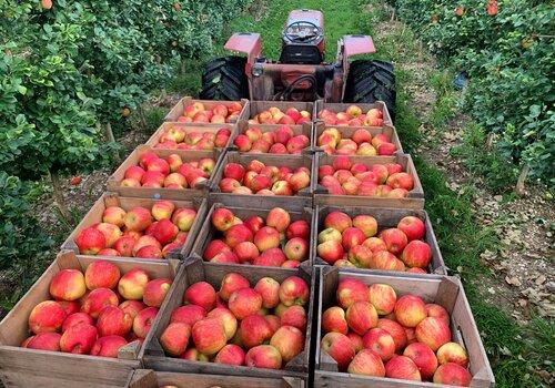 Pommes fraîchement cueillis dans des caisses sur la remorque d'un tracteur