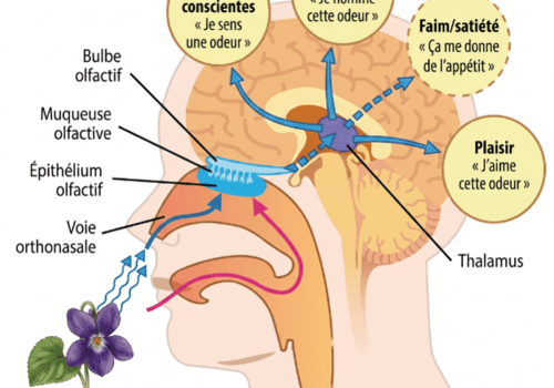Schéma d'une tête de profil montrant le trajet des odeurs depuis une fleur de violette jusqu'aux zones cérébrales de la perception olfactive.