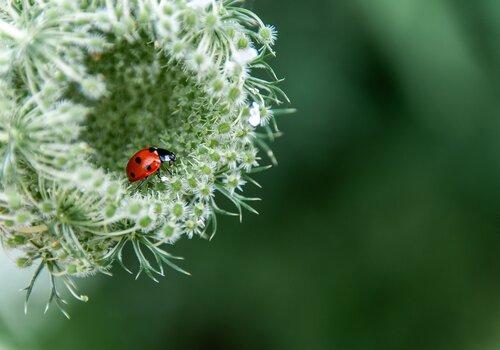 Fleur insecte