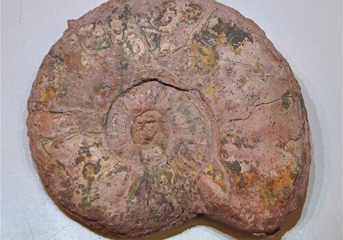 ammonite du Toarcien : Carrière de Belmont