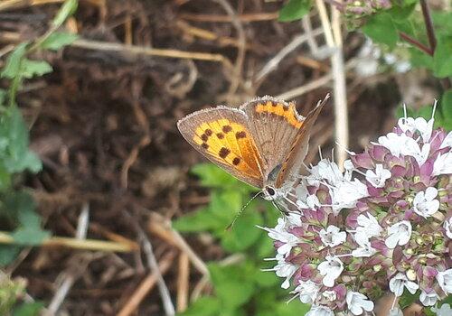 Cuivré commun (Lycaena phlaeas) à La Pépiterre le 01/07/26