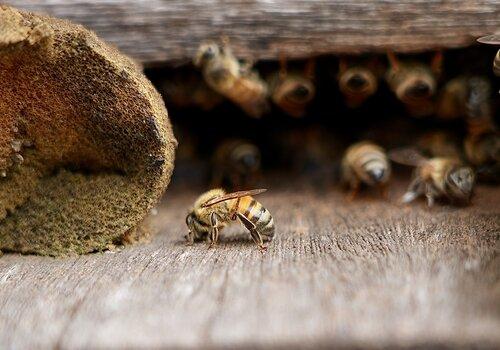 Abeilles Apis Mellifera au Grand Port Maritime de Guyane