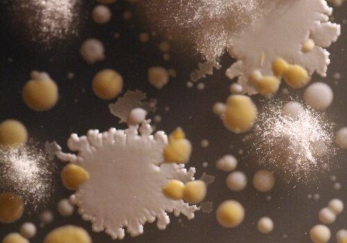 Microorganismes