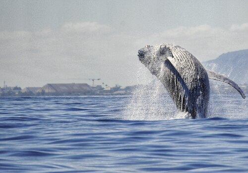 Saut de baleine à bosse en baie de Saint-Paul