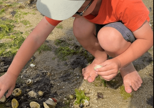 Les enfants utilisent leurs sens pour découvrir la riche biodiversité de l'estran!