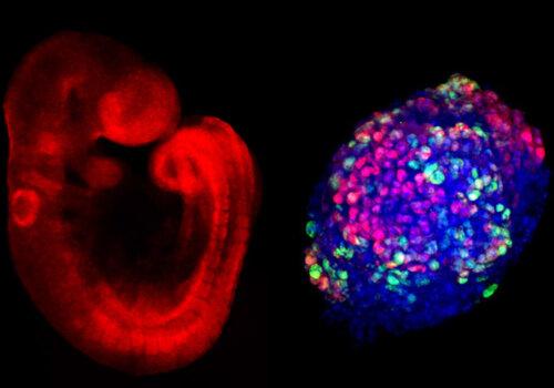 Les cellules en constant changement avec ici un marquage fluorescent