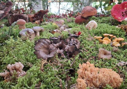 Champignons