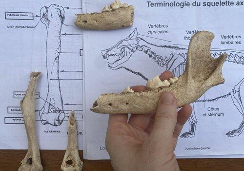 Un os de machoire tenue en main devant un dessin de squelette de chien avec plusieurs ossements autour.