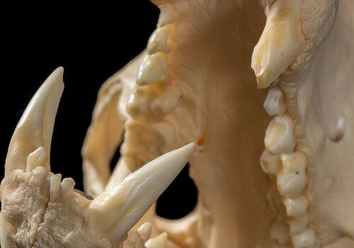 Crâne et dentition de coati