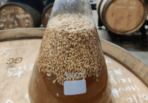 Fermentation en cours