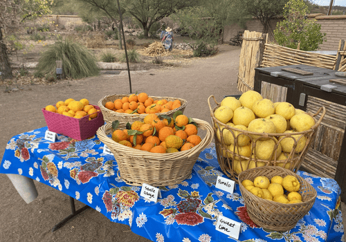 paniers de fruits en vente dans un jardin productif