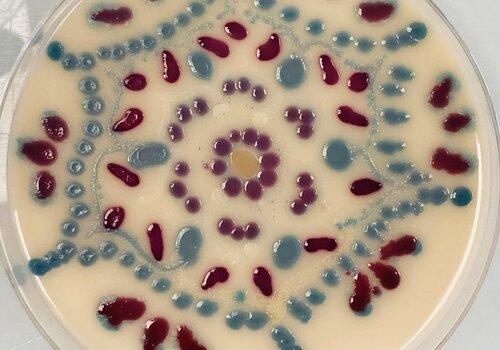 Photos de peinture sur agar avec des bactéries produisant différents pigments
