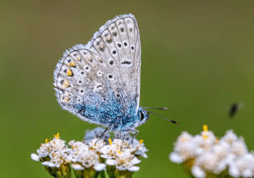 Papillon sur des fleurs