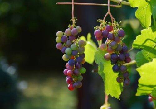 Grappe de raisins 
