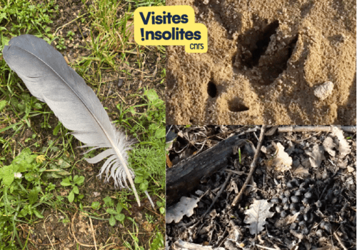 Traces biodiversite