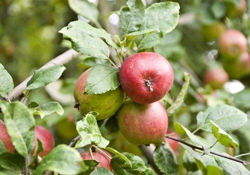 Pommier
