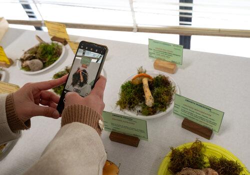 Exposition de champignons