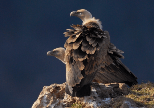 Deux vautours fauves sur un rocher