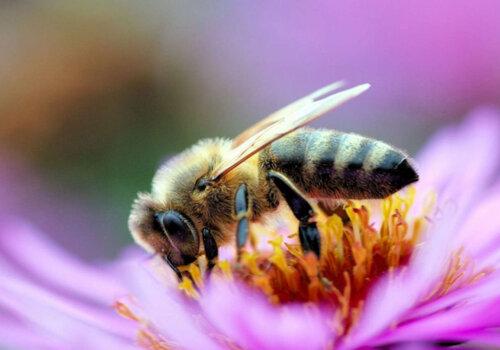 abeille-sur-une-fleur