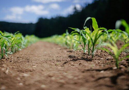 Jeunes plants dans un champ