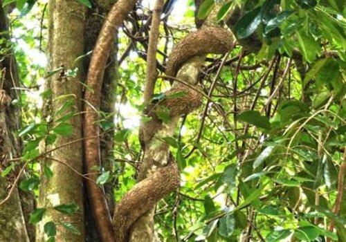 Liane papillon enroulée autour d'un arbre endémique