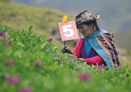 Agricultures familiales