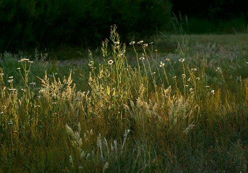 herbes folles