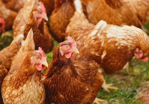 Poules