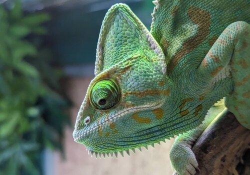 Un caméléon, animal emblématique pour les changements de couleur.